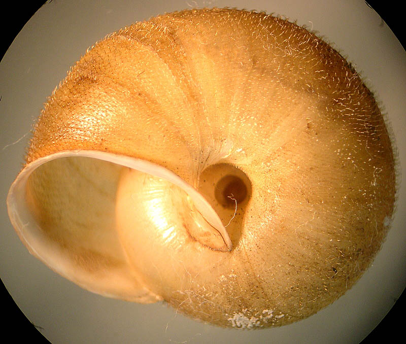 Chilostoma ( Campylea) lefeburianum (Frussac, 1822) (GO)